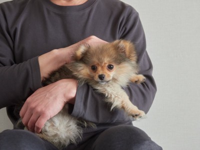 抱っこされる犬