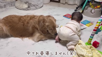 昼寝をしてくれない…