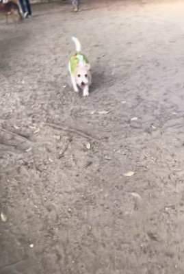 サフランちゃんの予想外の行動8