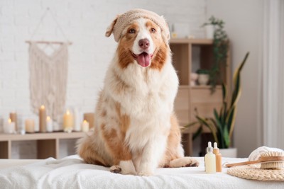 サロンに来た犬