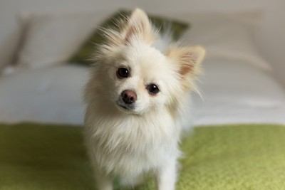 首をかしげるポメラニアン