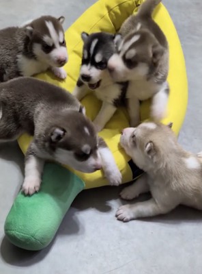幸せに、すくすく育て…！