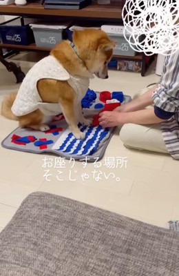 知育トイマットの上に座る柴犬