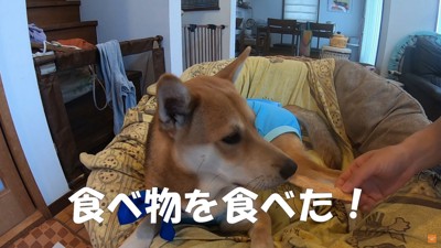 手からおやつを与えると…