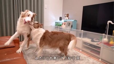 じゃれあう2匹の犬