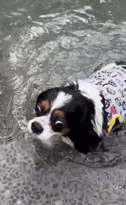 プールを渡りきった犬