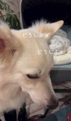 赤ちゃんが泣いた時のワンダくん5