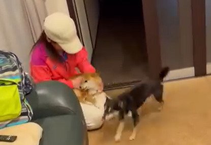 膝の上に乗る犬