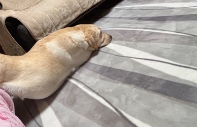 ソファから滑り落ちる犬