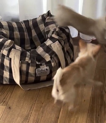 追いかけっこする2匹