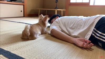 みるくちゃんの前で死んだフリをしたら7