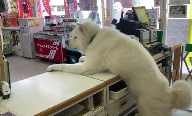 店番する2匹の秋田犬