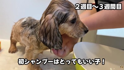 上手にシャンプーできた