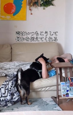 飼い主の顔を見つめる柴犬