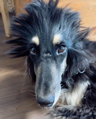 寝起きのアシャンティちゃん