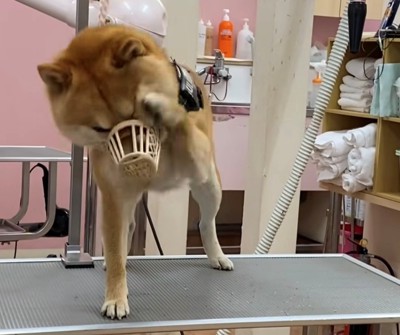 前足で器用に口輪を動かす犬