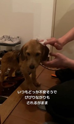 お迎え後のどん君の変化5