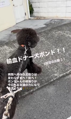 輸血ドナー犬として出動するボンドくん