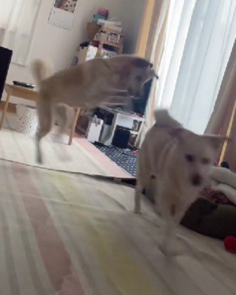 大ジャンプまで!!