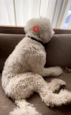 人間の子どものようなハクくん