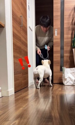 散歩に連れて行きたいお父さんVSマルちゃん6