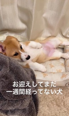 お迎えから約1週間後のこまよちゃん4