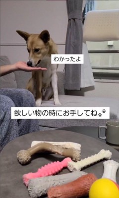 おもちゃを選ぶさく君3