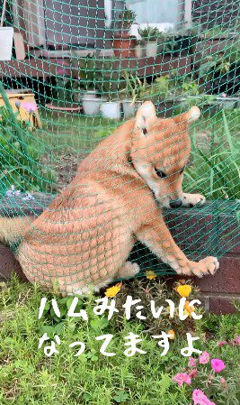 ネットが背中に当たって網目模様が出来ている犬