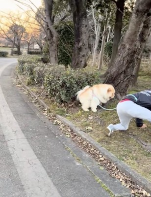 まるのちゃん、お取り込み中