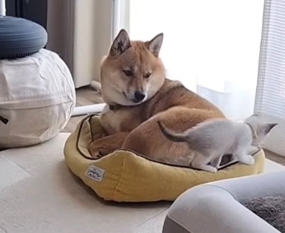 犬の背後に回る猫