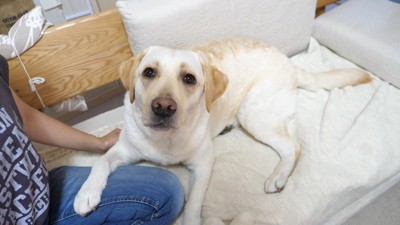 きなこちゃんにハイタッチを求めたら5