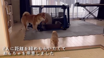 こむぎくんとわらびちゃん