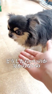 手を差し出すスタッフを見つめる犬