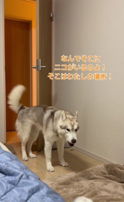 「なんでニコちゃんが！！」