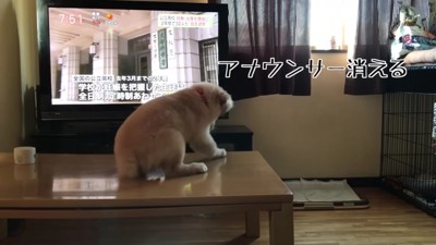どこか行っちゃった…