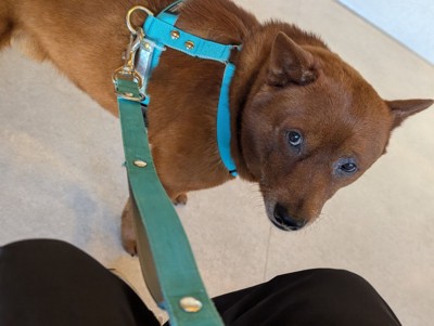 切なげな表情を浮かべる犬