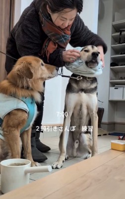 支度をしてもらう2匹の犬