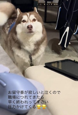 飼い主さんの職場にきたブルちゃん4