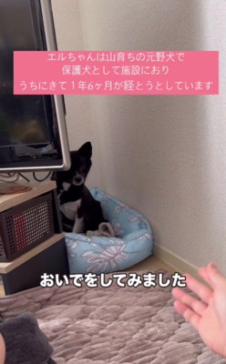 「おいで」と言ってみると…