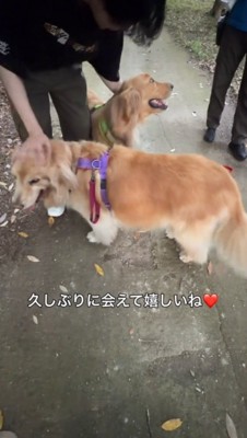 男性を取り囲む2頭の犬