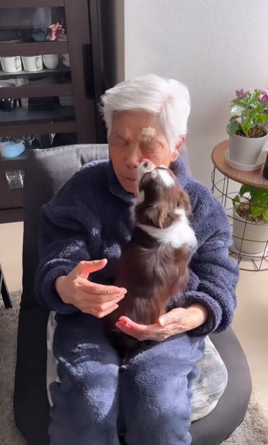 お年寄りの女性の膝に乗って顔を舐めるチワワ