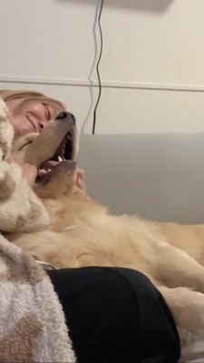 飼い主さんにほっぺたをむにゃむにゃされるゴールデンレトリバー