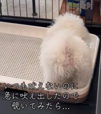 突然吠え始めました！