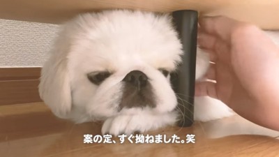 拗ねたぷんちくん