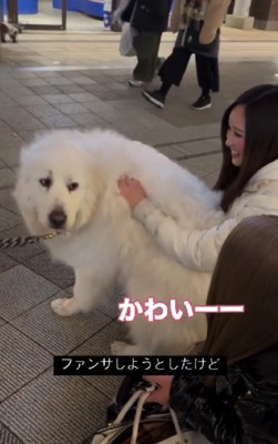 ファンサしようかな?