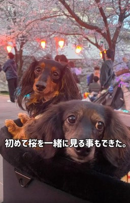 桜も見た次郎くん