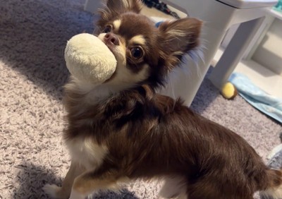 大人になったアモちゃん