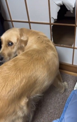 飼い主さんを見るステラちゃん