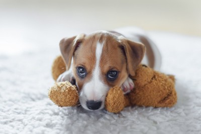 ぬいぐるみをおさえている子犬