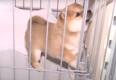 ケージの中で前足をあげる子犬